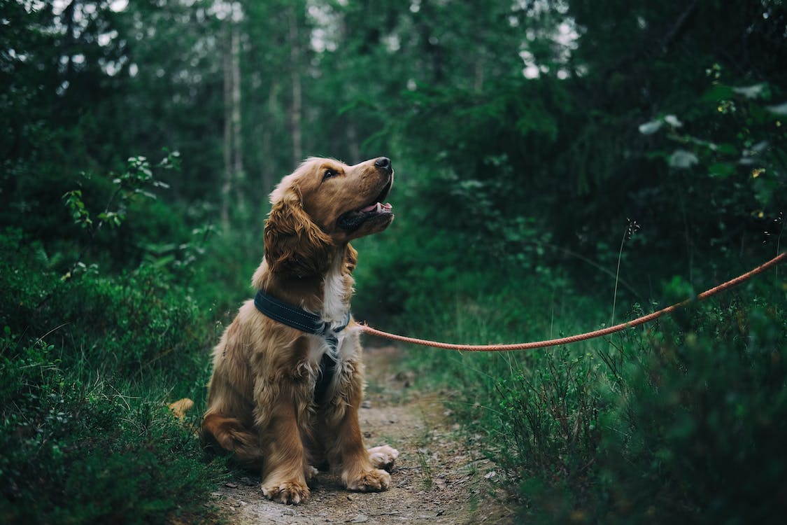 衡丰律师受托修订的《长春市养犬管理条例》将于2021年8月1日施行